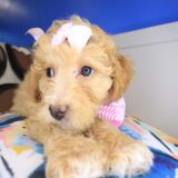 Browny Goldendoodle 04