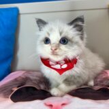 Bubbles Ragdoll 01
