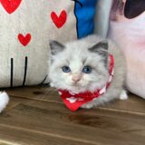Bubbles Ragdoll 02