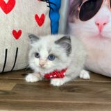 Bubbles Ragdoll 03