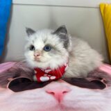 Bubbles Ragdoll 04