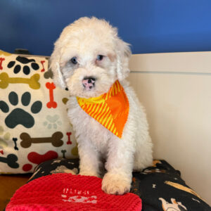 Bun Cockapoo 01 Bun Cockapoo 01