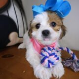 Calamity Jane Teddy Bear 02