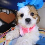 Calamity Jane Teddy Bear 03