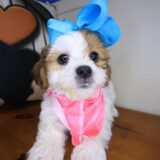 Calamity Jane Teddy Bear 04
