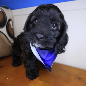 Chacho Cockapoo 01 Chacho Cockapoo 01
