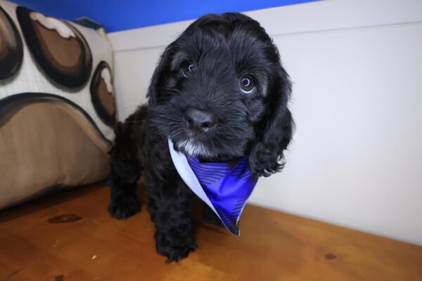 Chacho Cockapoo 01