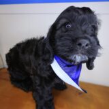 Chacho Cockapoo 03