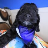 Chacho Cockapoo 04