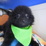 Chewie Pomeranian 01