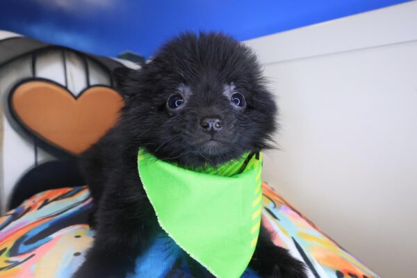 Chewie Pomeranian 01