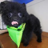 Chewie Pomeranian 02