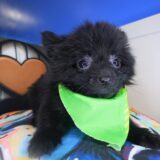 Chewie Pomeranian 03