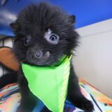 Chewie Pomeranian 04