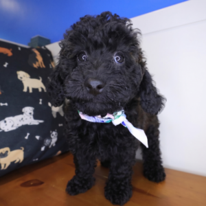 Colter Poodle 01 Colter Poodle 01