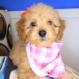 Constance Cockapoo 01