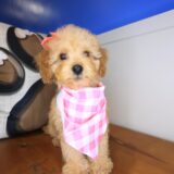 Constance Cockapoo 03