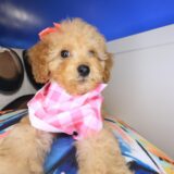 Constance Cockapoo 04