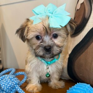 Cressida Morkie 01 Cressida Morkie 01