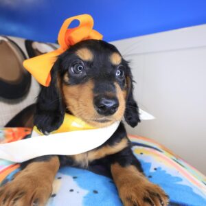 Damsel Dachshund 01 Damsel Dachshund 01