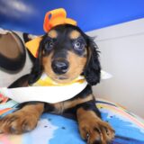 Damsel Dachshund 02