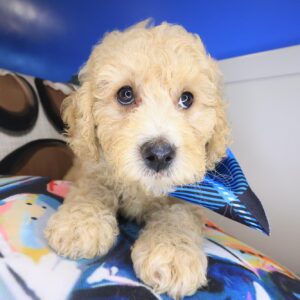Danger Goldendoodle 01 Danger Goldendoodle 01