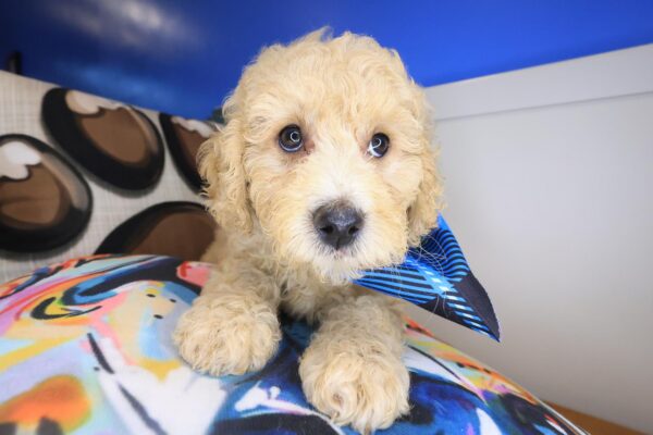 Danger Goldendoodle 01