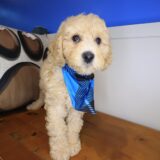 Danger Goldendoodle 02