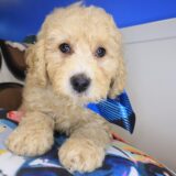 Danger Goldendoodle 03