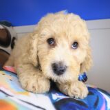 Danger Goldendoodle 04