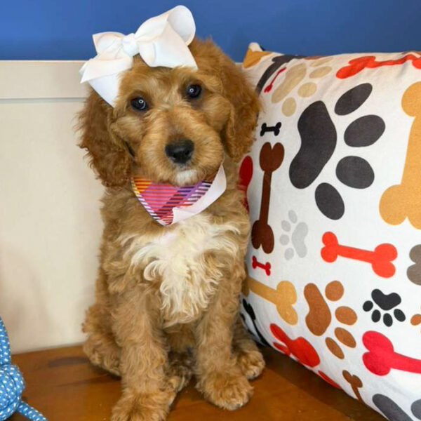 Danna Goldendoodle 01