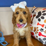 Danna Goldendoodle 02