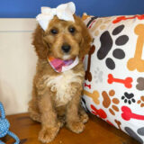 Danna Goldendoodle 03