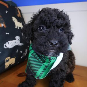 Daphne Shihpoo 01 Daphne Shihpoo 01