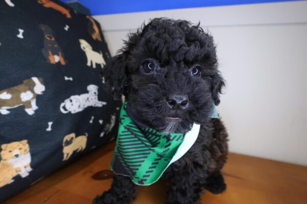 Daphne Shihpoo 01