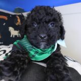 Daphne Shihpoo 02