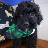 Daphne Shihpoo 03