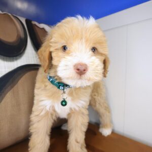 Dempsey Maltipoo 01 Dempsey Maltipoo 01