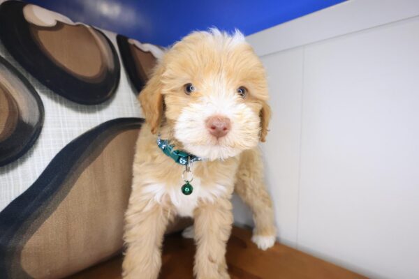 Dempsey Maltipoo 01