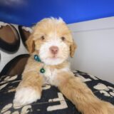 Dempsey Maltipoo 04