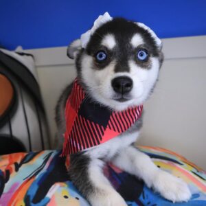 Dori Alaskan Klee Kai 01 Dori Alaskan Klee Kai 01
