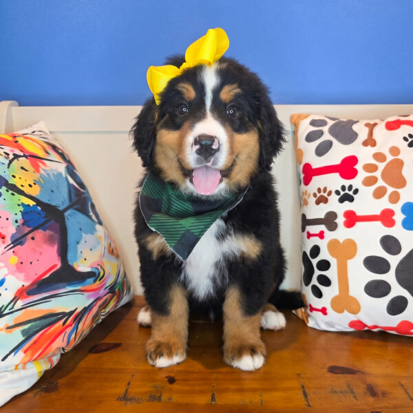 Dottie Bernese Mountain 01