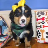 Dottie Bernese Mountain 02