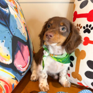 Drago Dachshund 01 Drago Dachshund 01