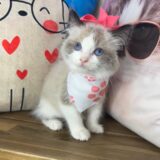 Duchess Ragdoll 01