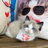 Duchess Ragdoll 02