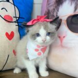 Duchess Ragdoll 03