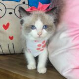 Duchess Ragdoll 04