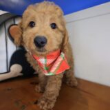 Echo Goldendoodle 01