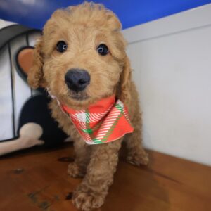 Echo Goldendoodle 01